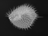 Long-Spine Porcupinefish