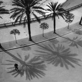 Palms on the 'Quai Des Etats Unis' in Nice  1932