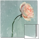 Romantic Pink Rose