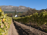 Buitenverwachting Wine Farm  Constantia  Cape Province  South Africa  Africa