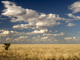 The Dead-Flat Grasslands of the Barkly Tablelands  Northern Territory  Australia  Pacific