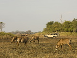 Roan Antelope  Busanga Plains  Kafue National Park  Zambia  Africa