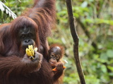 Orangutan (Pongo Borneo)  Semenggoh Wildlife Reserve  Sarawak  Borneo  Malaysia