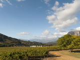 Zorgvliet Wine Estate  Stellenbosch  Cape Province  South Africa  Africa