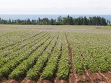 Potato Fields  Prince Edward Island  Canada  North America