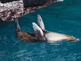Fur Sea Lion  Port Egas  Isla Santiago  Galapagos Islands  UNESCO World Heritage Site  Ecuador