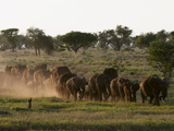 Elephants (Loxodonta Africana)  Lualenyi Game Reserve  Kenya  East Africa  Africa