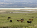 Icelandic Horses  Lagarfljot Lake  Egilstadir  Iceland  Polar Regions