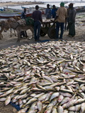 Fish For Sale Laid Out on the Ground at the Fish Market  Nouadhibou  Mauritania  Africa