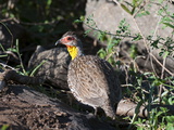 Yellow-Necked Spurfowl (Francolinus Leucoscepus)  Lualenyi Game Reserve  Kenya  East Africa  Africa