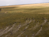 Blue Wildebeest Seen From Helicopter Flight Over Busanga Plains  Kafue National Park  Zambia