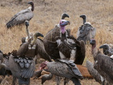 Vultures Eating Topi  Masai Mara  Kenya  East Africa  Africa