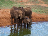 Elephants (Loxodonta Africana) at Water Hole  Tsavo East National Park  Kenya  East Africa  Africa