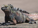 Marine Iguana  Port Egas (James Bay) Isla Santiago (Santiago Island)  Galapagos Islands