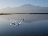 Amboseli National Park and Mount Kilimanjaro  Kenya  East Africa  Africa