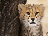 Cheetah (Acinonyx Jubatus) Cub  Masai Mara  Kenya  East Africa  Africa