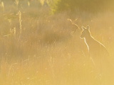 Eastern Grey Kangaroo  Wilsons Promontory National Park  Victoria  Australia  Pacific