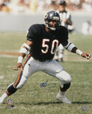 Mike Singletary Chicago Bears Autographed Photo (Hand Signed Collectable)