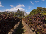 Zorgvliet Wine Estate  Stellenbosch  Cape Province  South Africa  Africa