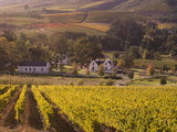 Zorgvliet Wine Estate  Stellenbosch  Cape Province  South Africa  Africa