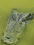 Saltwater Or Estuarine Crocodile (Crocodylus Porosus)  Sarawak  Borneo  Malaysia