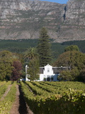 Buitenverwachting Wine Farm  Constantia  Cape Province  South Africa  Africa