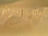 Emu  Wilsons Promontory National Park  Victoria  Australia  Pacific