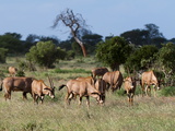 Oryx (Oryx Gazella)  Tsavo East National Park  Kenya  East Africa  Africa