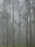 Mountain Ash Forest in Fog  Dandenong Ranges National Park  Dandenong Ranges  Victoria  Australia