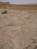 Rock Carving of a Cow  Tin Taghirt  Tassili N'Ajjer  Algeria  North Africa  Africa