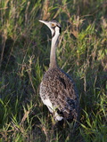 Black-Bellied Bustard (Lissotis Melanogaster)  Lualenyi Game Reserve  Kenya  East Africa  Africa