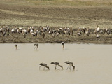Yellow-Billed Storks (Mycteria Ibis)  Luangwa River  South Luangwa National Park  Zambia  Africa