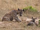 Spotted Hyaena (Crocuta Crocuta)  Masai Mara  Kenya  East Africa  Africa