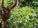 Orangutan (Pongo Borneo)  Sabah  Borneo  Malaysia  Southeast Asia  Asia