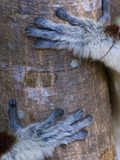 Hands of a Coquerel's Sifaka (Propithecus Coquereli)  Ankarafantsika National Park  Madagascar