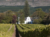 Buitenverwachting Wine Farm  Constantia  Cape Province  South Africa  Africa