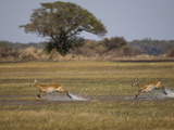 Puku (Kobus Vardonii)  Busanga Plains  Kafue National Park  Zambia  Africa