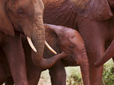 Elephant Calf (Loxodonta Africana)  Tsavo East National Park  Kenya  East Africa  Africa