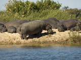 Hippopotamuses  Zambesi River  Zambia  Africa