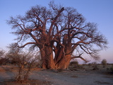 Chapman's Baobab  Makgadikgadi Pans National Park  Botswana  Africa