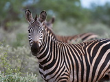 Grant's Zebra (Equus Quagga Boehmi)  Lualenyi Game Reserve  Kenya  East Africa  Africa