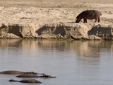 Hippopotamus (Hippopotamus Amphibius)  Luangwa River  South Luangwa National Park  Zambia  Africa