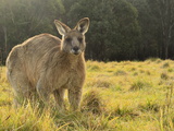 Eastern Grey Kangaroo  Geehi  Kosciuszko National Park  New South Wales  Australia  Pacific