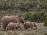 Elephant (Loxodonta Africana) and Young  Kariega Game Reserve  South Africa  Africa