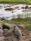 Nile Crocodile (Crocodylus Niloticus)  Tsavo East National Park  Kenya  East Africa  Africa