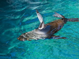 Fur Sea Lion  Port Egas  Isla Santiago  Galapagos Islands  UNESCO World Heritage Site  Ecuador
