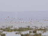 Flamingos in the Abiata-Shala National Park  Ethiopia  Africa