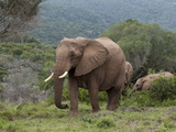 Elephant (Loxodonta Africana)  Kariega Game Reserve  South Africa  Africa