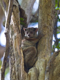 Microcebus Ravelobensis (Golden-Brown Mouse Lemur)  Ankarafantsika National Park  Madagascar