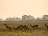 Puku  Busanga Plains  Kafue National Park  Zambia  Africa